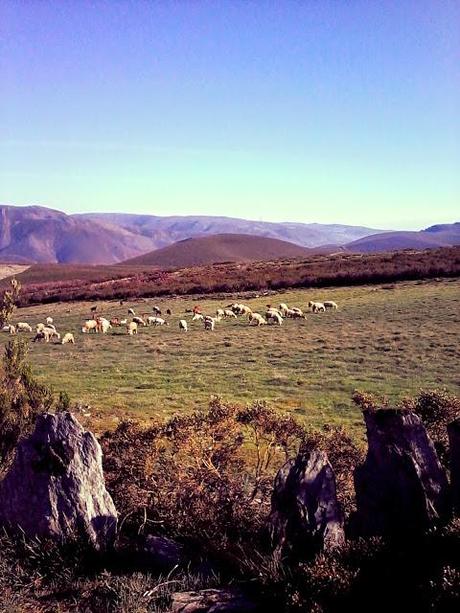 Via de la Plata étape 20 en images!