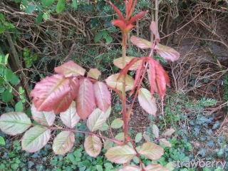 Image and video hosting by TinyPic