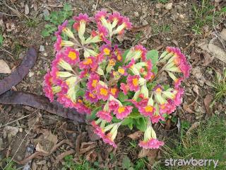 Image and video hosting by TinyPic