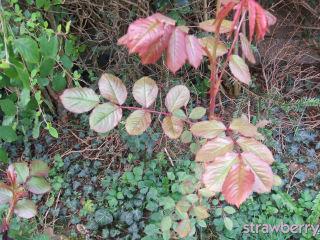 Image and video hosting by TinyPic