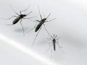Brésil lâcher millions moustiques contre dengue
