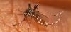 Santé : Comment se protéger du moustique chikungunya ?