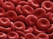 SANG ARTIFICIEL: Bientôt globules rouges cultivés laboratoire Welcomme Trust