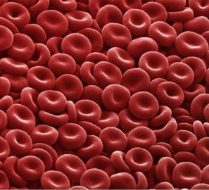 SANG ARTIFICIEL: Bientôt des globules rouges cultivés en laboratoire – Welcomme Trust