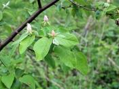 Cydonia oblonga 'Aromatnaya'