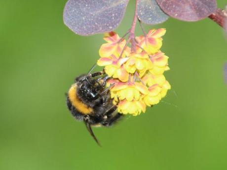 bombus terrestris romi 18 avril 2014 034.jpg