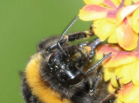 bourdon tête romi 18 avril 2014 034.jpg