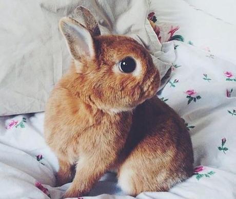 Inspirations, Pulpy Look