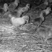 Production d'oies en Pologne et en Europe de l'est par Andrzej Rosinski