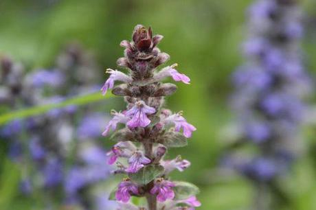 ajuga reptans romi 20 avril 2014 061 (3).jpg