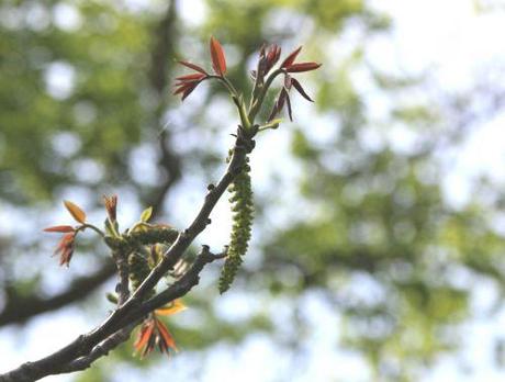 2 juglans regia rec  romi 20 avril 2014 044 (2).jpg