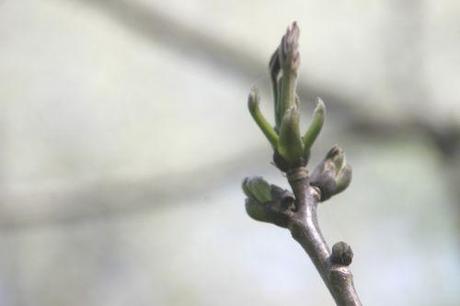 1 juglans regia romi 20 avril 2014 044 (6).jpg