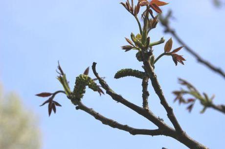 3 juglans regia romi 20 avril 2014 044 (1).jpg