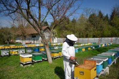 médecine,abeille,apiculture,roumanie,pollen,propolis