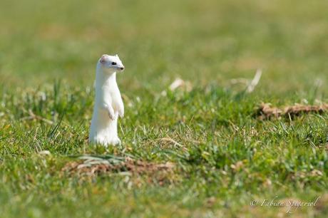Une chandelle blanche au coeur d’un champ printanier: l’hermine est parmi nous…