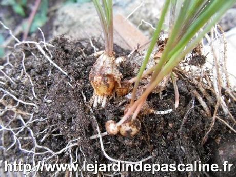 Multiplier le Muscaris