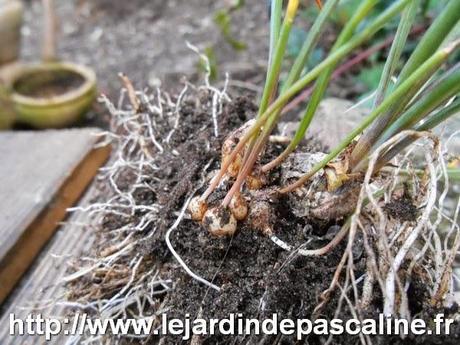 Multiplier le Muscaris