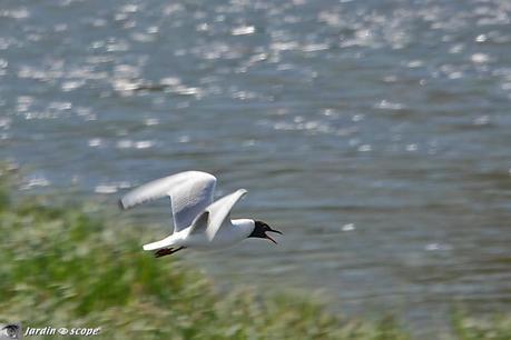 Mouette-rieuse
