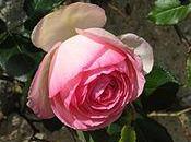 Balbutiements chroniques, Sophie Torris…