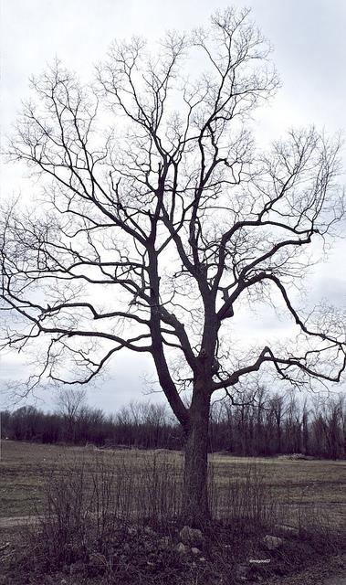 anteketborka.blogspot.com,   printemps 5