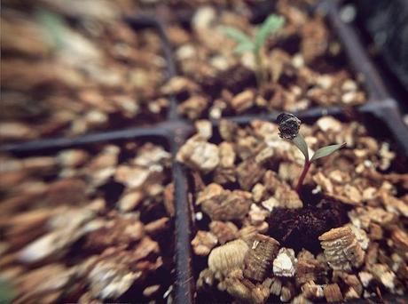 anteketborka.blogspot.com,   printemps 8