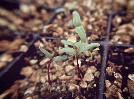 anteketborka.blogspot.com,  printemps 9