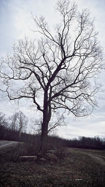 anteketborka.blogspot.com,   printemps