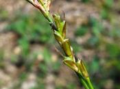 Deux carex forestiers