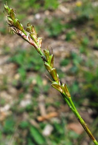 Deux carex forestiers