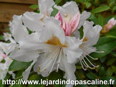 Mon Rhododendron fleurit (enfin !)