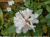 Rhododendron fleurit (enfin