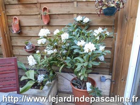 Mon Rhododendron fleurit (enfin !)