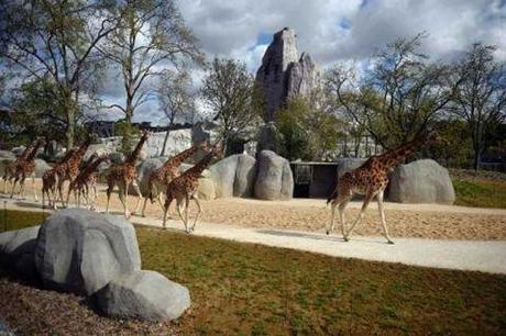 Ségolène Royal arrive au ministère de l'écologie suivie de toute son équipe. 
