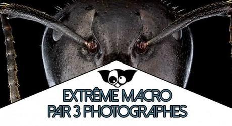 Extrême Macro Photographies par 3 photographes