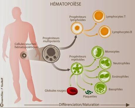 Survivre aux changements : voyage métabolique des cellules souches hématopoïétiques