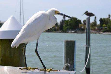 colineseracontegoestoamerica 12