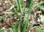 Carex flacca (Laîche glauque)
