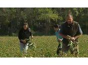 pivoines France sont arrivées marchés gros.