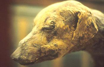 http://www.bbc.co.uk/history/ancient/egyptians/images/animals_dog_mummy.jpg