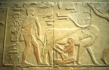 http://www.bbc.co.uk/history/ancient/egyptians/images/animals_cattle.jpg