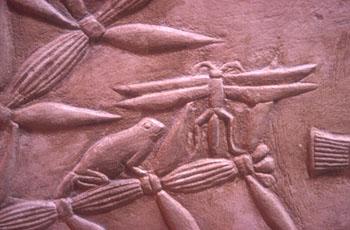http://www.bbc.co.uk/history/ancient/egyptians/images/animals_frog_dragonfly.jpg