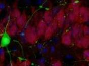 ALZHEIMER: souris retrouvent mémoire thérapie génique Journal Neuroscience