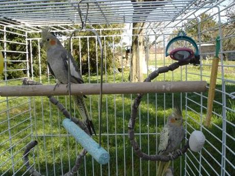 caliopsitte, perruche, oiseau, volière