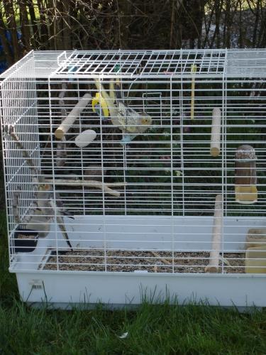 caliopsitte, perruche, oiseau, volière