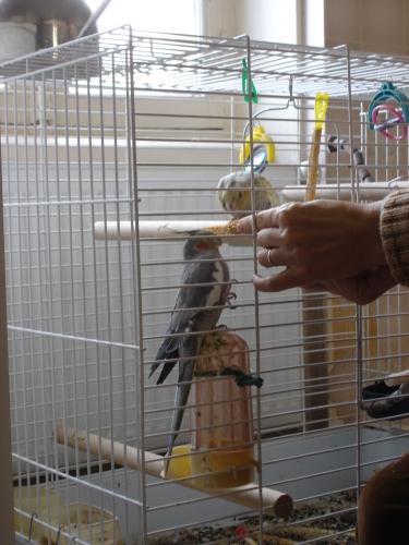 caliopsitte, perruche, oiseau, volière