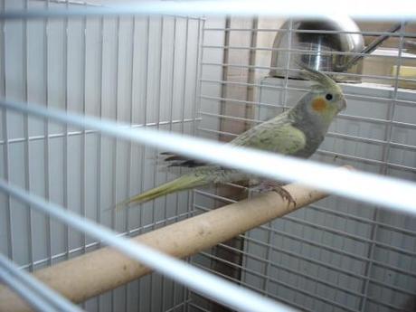 caliopsitte, perruche, oiseau, volière