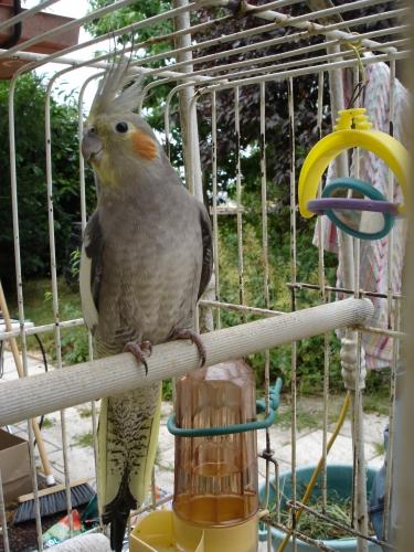 caliopsitte, perruche, oiseau, volière