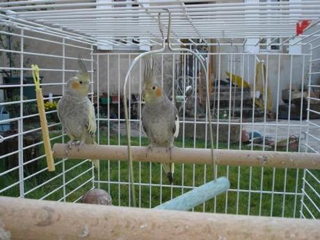 caliopsitte, perruche, oiseau, volière