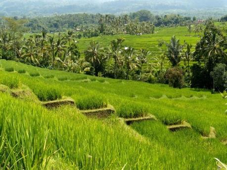 Jatiluwih rice fields Bali couple Interview Balisolo