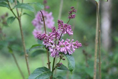 syringa minuet romi 26 avril 2014 024.jpg